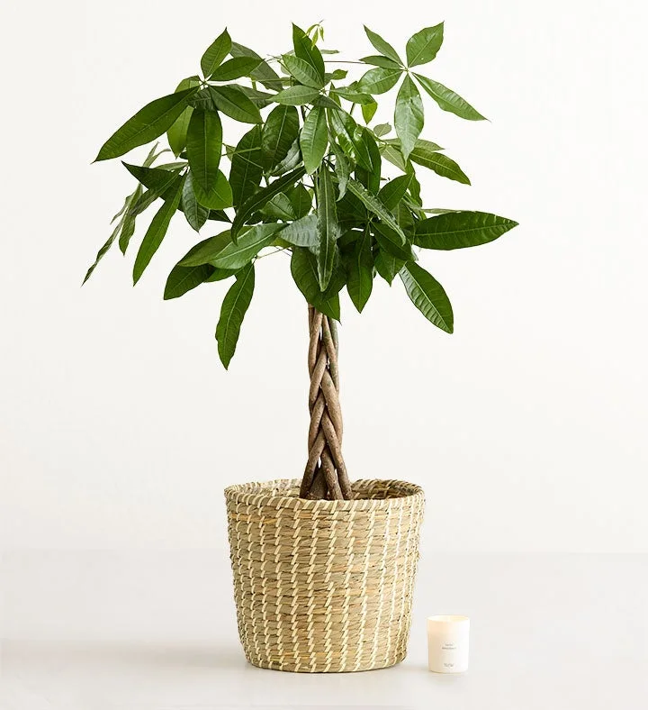 Money Tree Plant — 1-800-Flowers