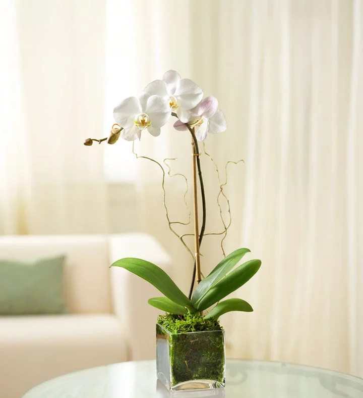 White Phalaenopsis Orchid Plant