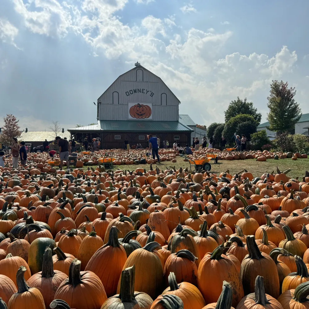 Pick fresh pumpkins at a farm this fall. Enjoy a day outdoors and bring home some festive autumn harvest!