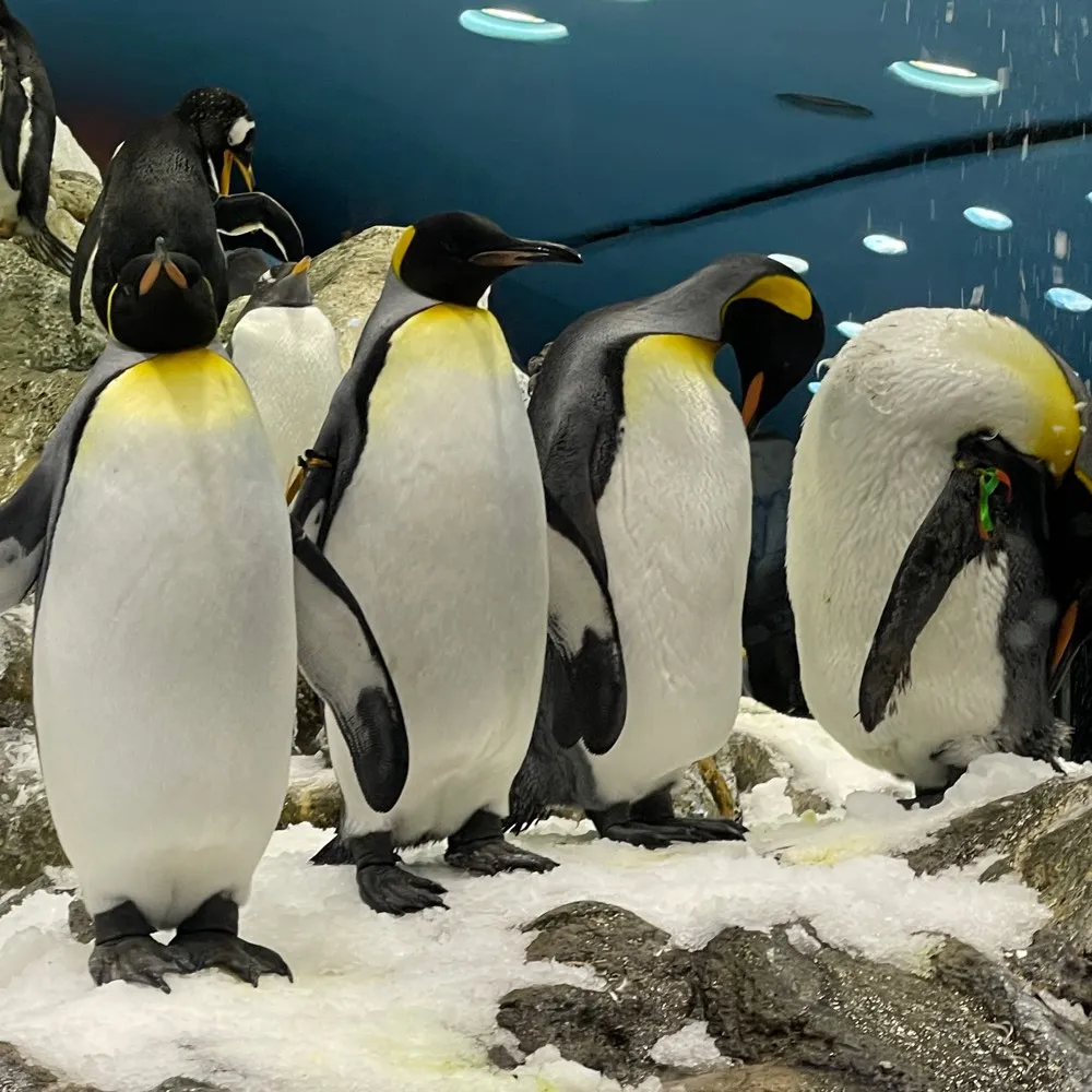 Loro Parque Tenerife