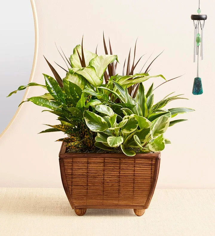 Zen Dish Garden — 1-800-Flowers