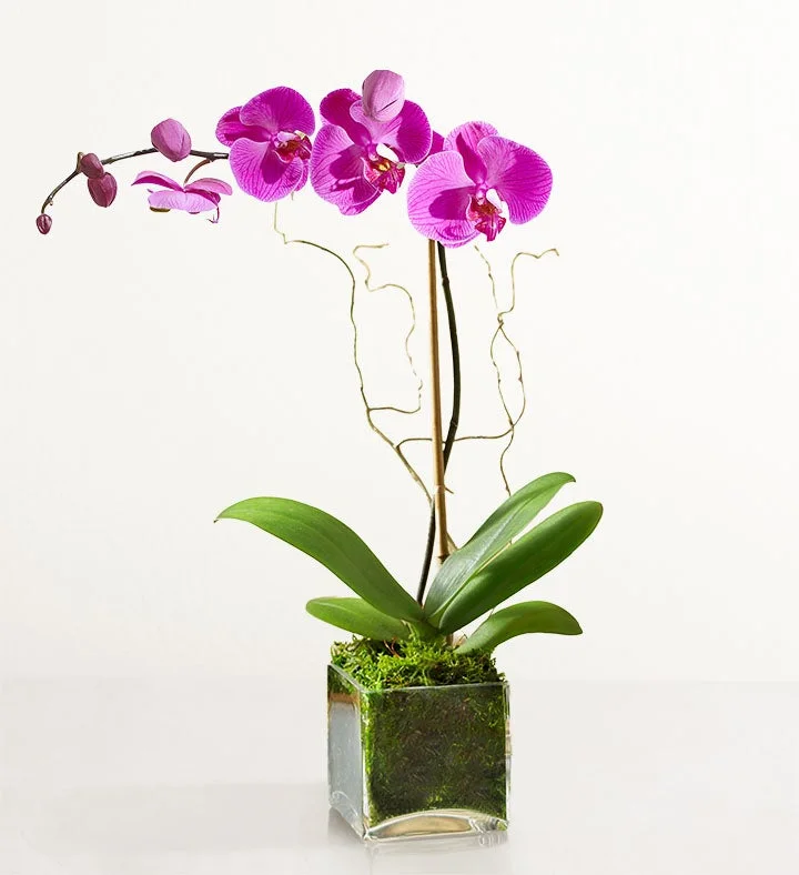 Purple Phalaenopsis Orchid Plant